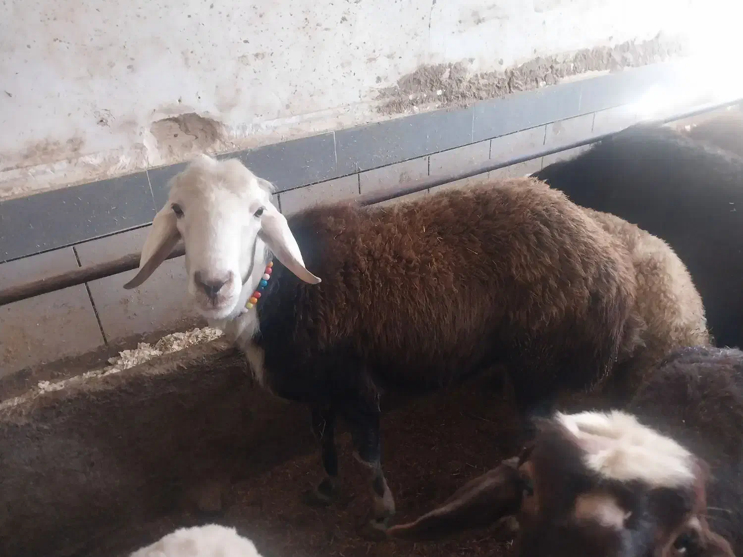 با سلام  چند رس بره نر و قوچ 3شیره|حیوانات مزرعه|سیلاخور, |دیوار