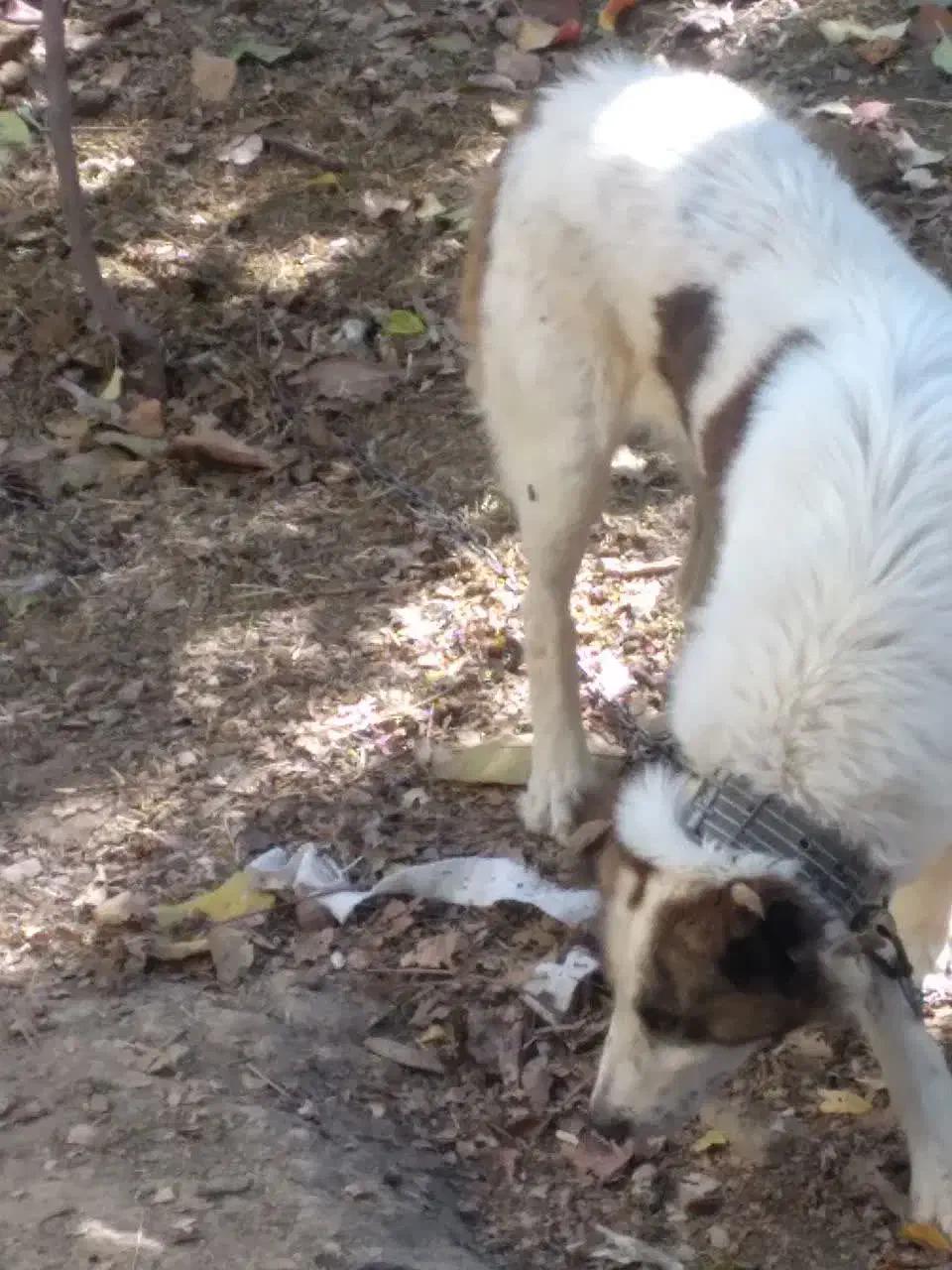 سگ گله قیمت 5ملیون بشرط گله یکساله|سگ|دلیجان, |دیوار