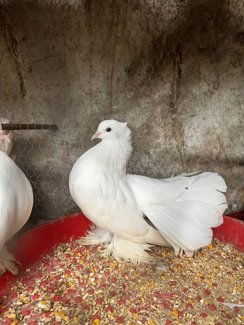 کبوتر گردنلرزون و دمچتری سفید اصیل زینتی و خاص|پرنده|قائمشهر, |دیوار