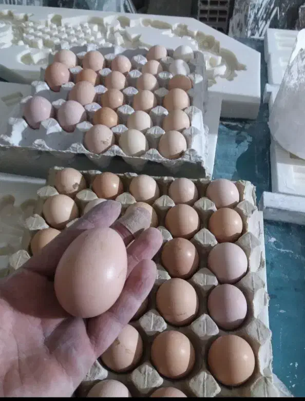 تخم مرغ محلی فوق درشت|خوردنی و آشامیدنی|نیشابور, بنیاد شهید|دیوار