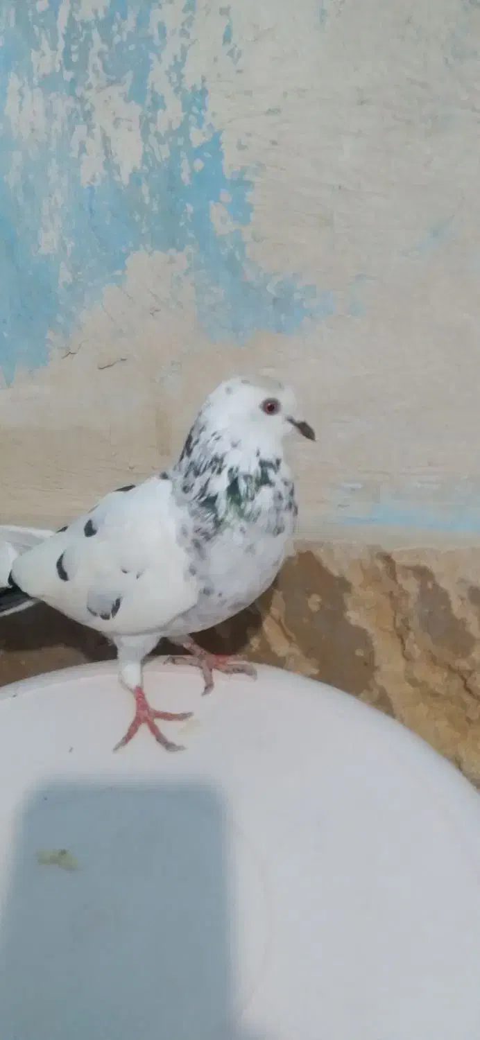 کبوترقشنگ|پرنده|خورموج, |دیوار