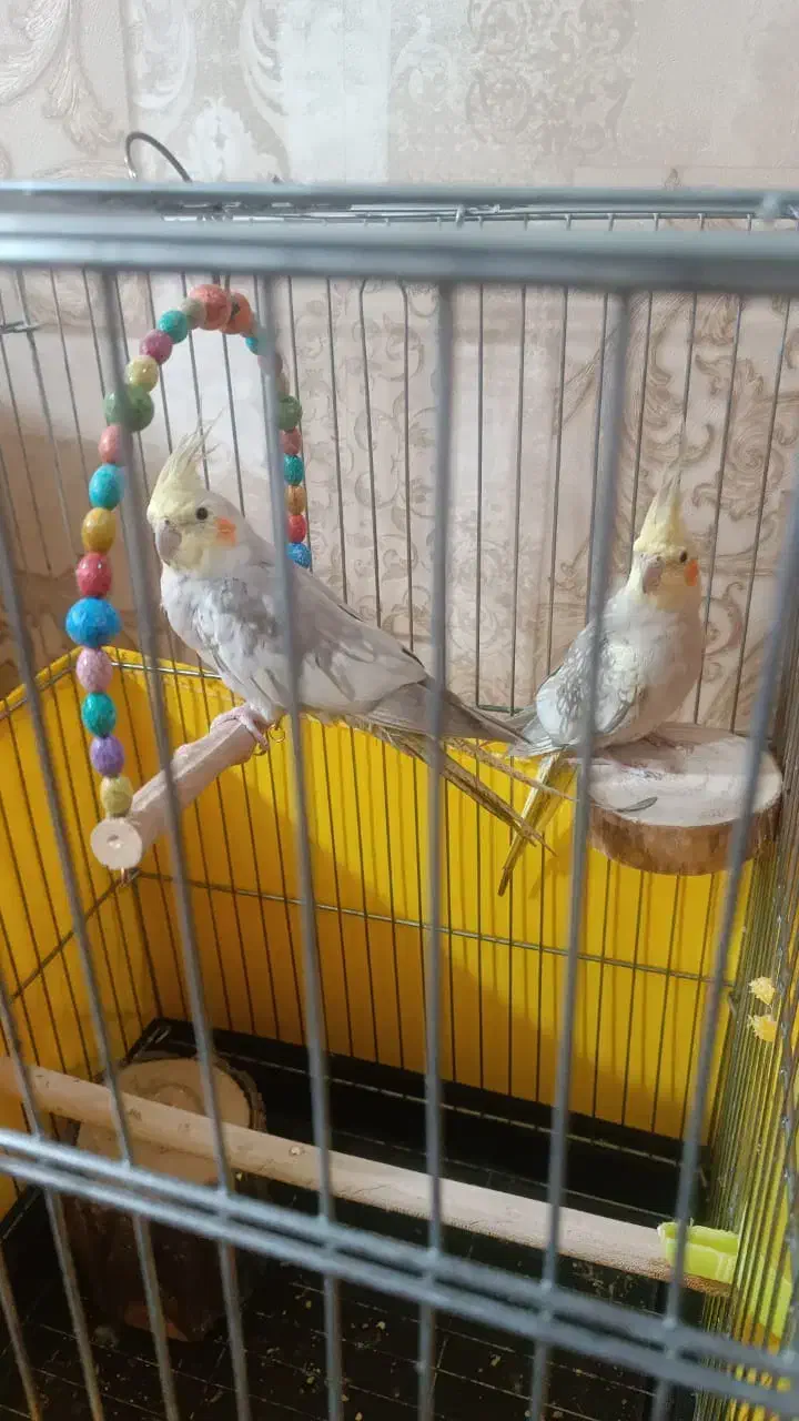 فروش|پرنده|کرج, شهرک فهمیده|دیوار