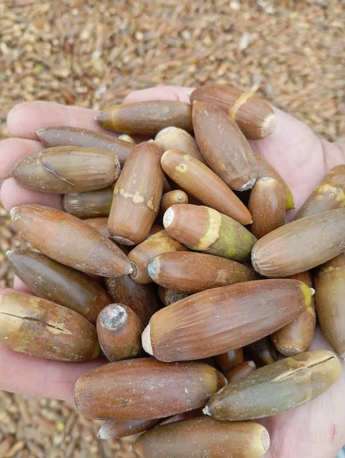 فروش یونجه درجه یک وبلوط|عمدهفروشی|رامهرمز, |دیوار