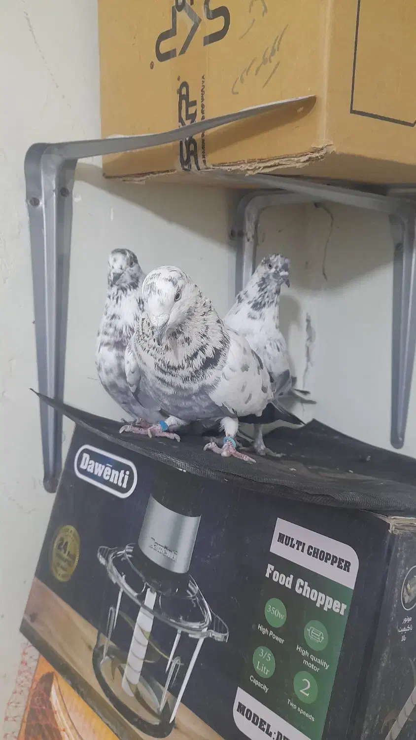 کبوتر پرشی سوسی|پرنده|میانه, |دیوار