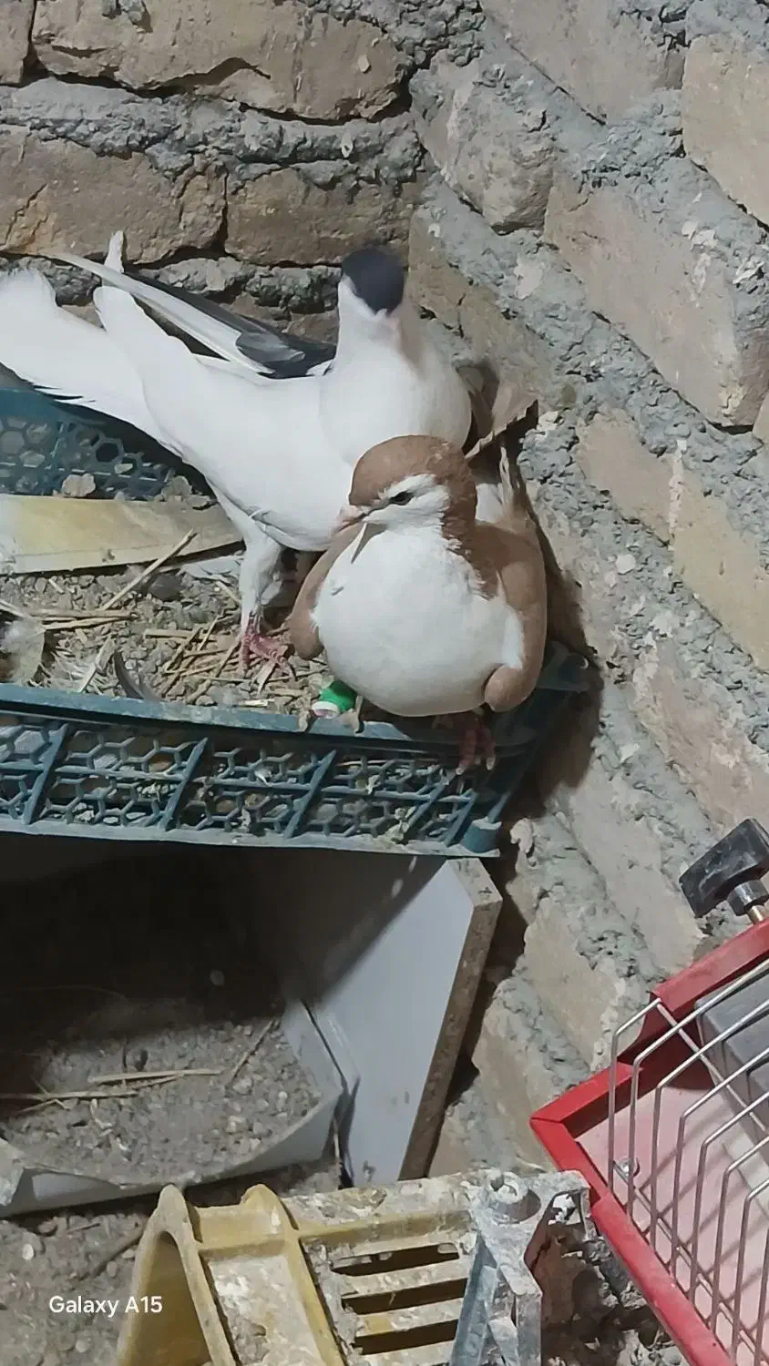 ۸عدد کبوتر پرشی|پرنده|گلبهار, نوبهار|دیوار