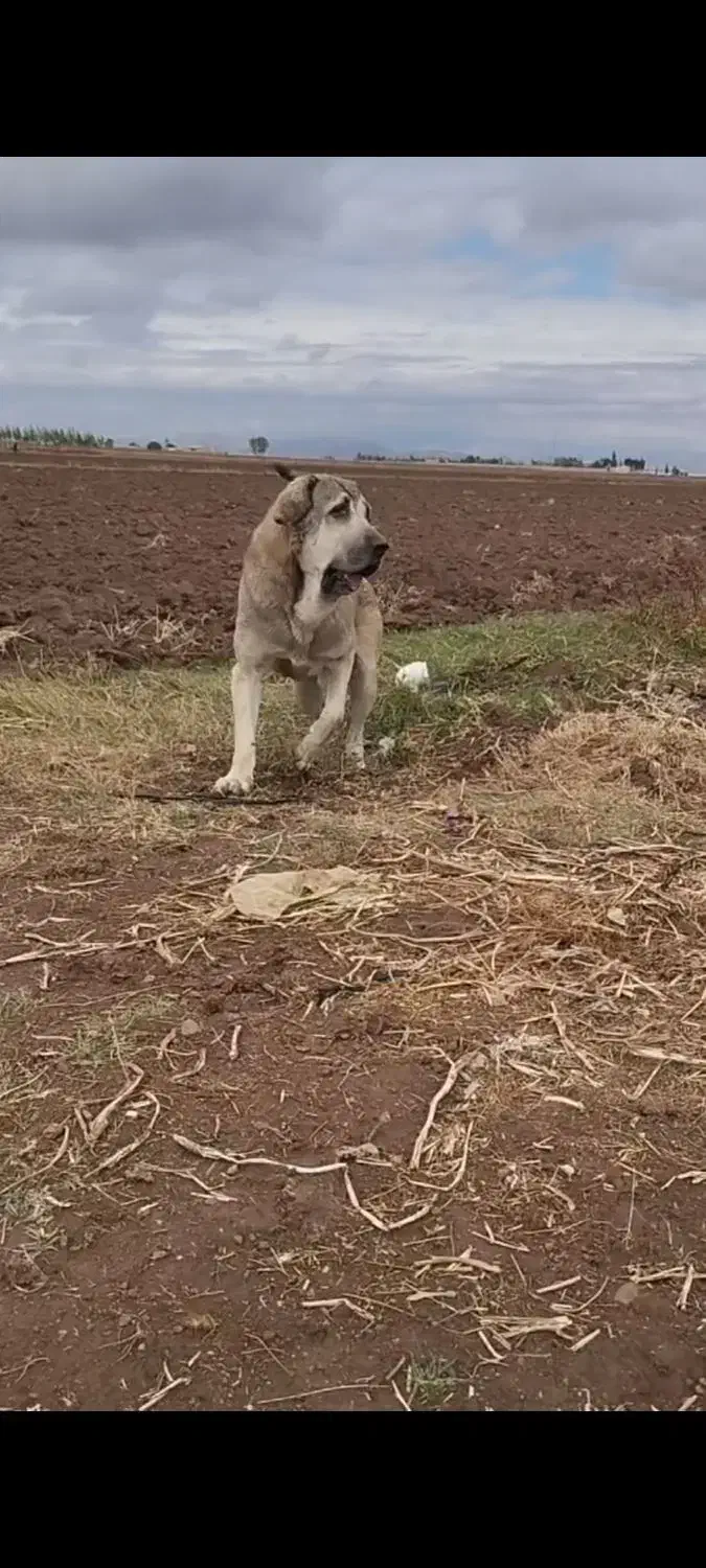 واگذاری سگ پژدر|سگ|کبودرآهنگ, |دیوار