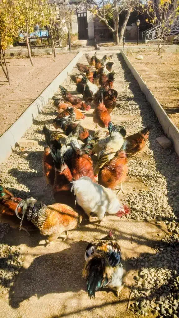 مرغ وخروس محلی|حیوانات مزرعه|دماوند, دماوند|دیوار