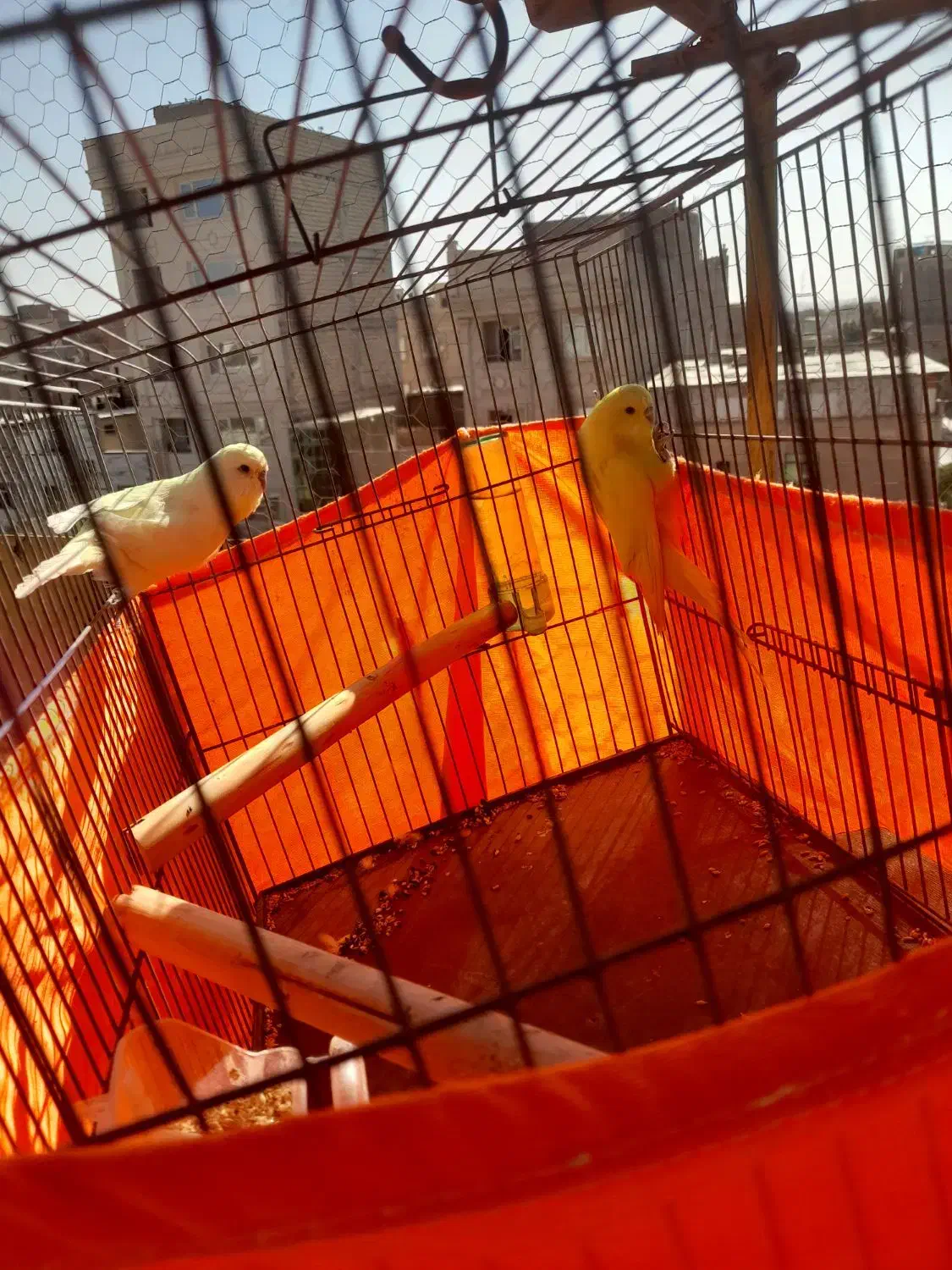 مرغ عشق انگلیسی معاوظه|پرنده|صباشهر, |دیوار