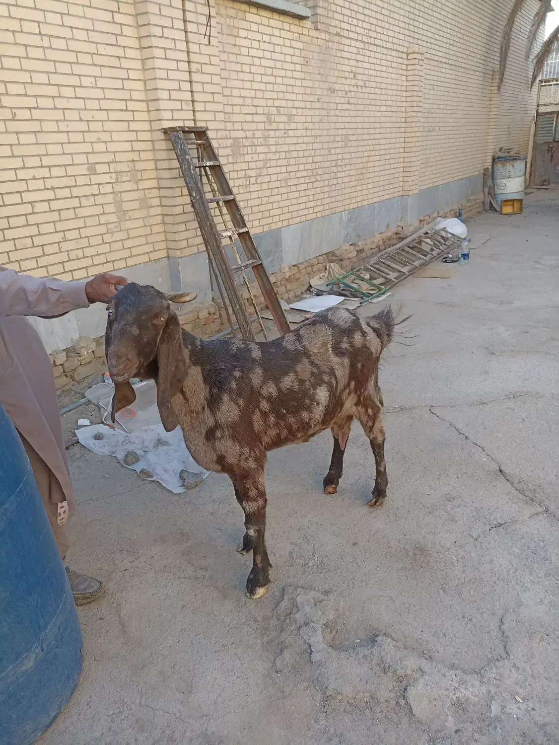 گوسفند کاموری سه قلو زا|حیوانات مزرعه|سراوان, |دیوار