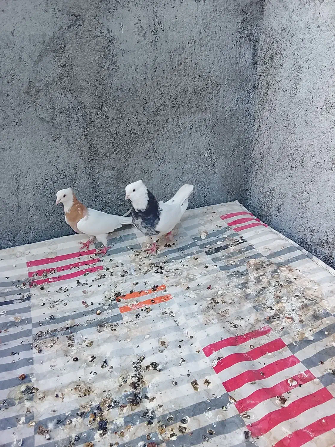 یک جفت طوقی هفت رنگ و یک جفت کله سبز الماسی|پرنده|بردسکن, |دیوار