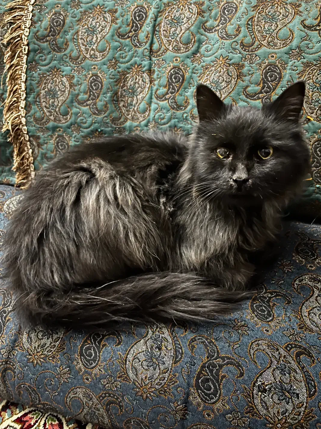 واگزاری گربه|گربه|زرند, |دیوار