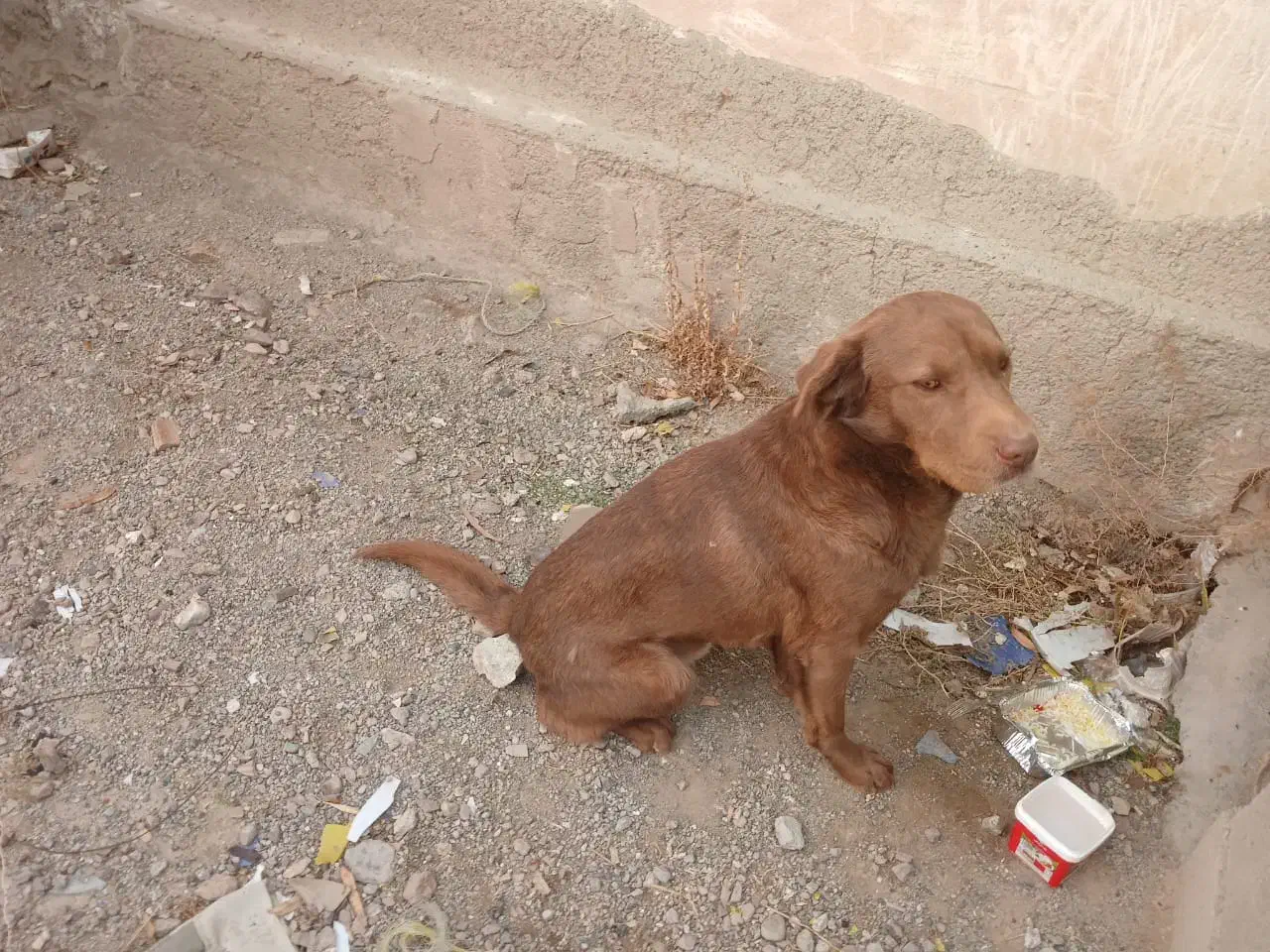 سگ ۱سالو نیمه نگهبان|سگ|پاکدشت, پاکدشت (مامازند)|دیوار