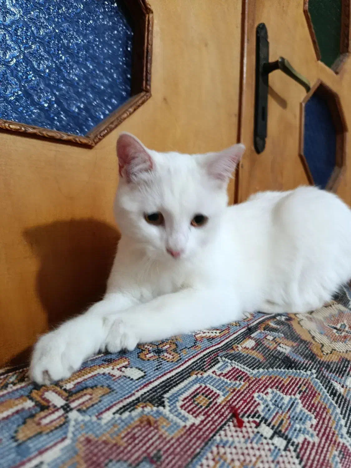 گربه پرشین|گربه|مینودشت, |دیوار