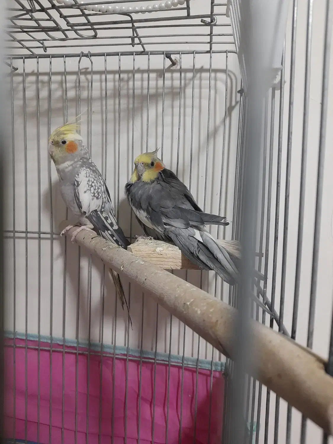 عروس هلندی نروماده|پرنده|مشکین‌دشت, |دیوار