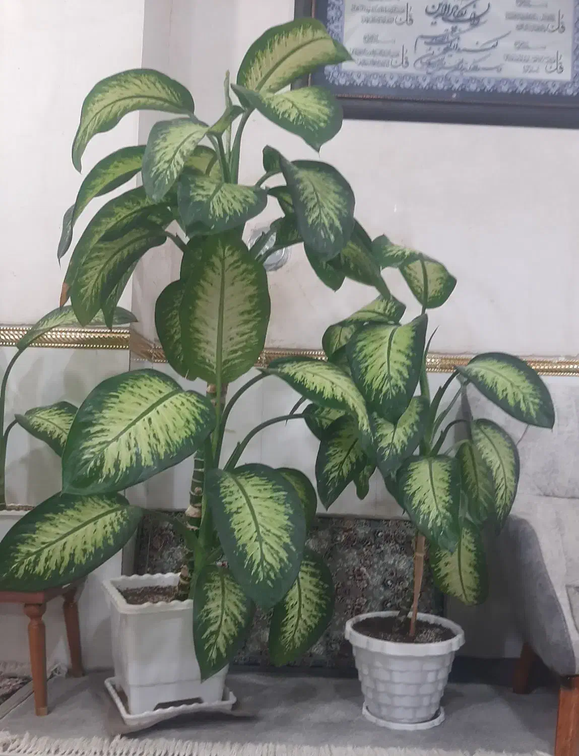 فروش دو عدد گل|گل و گیاه طبیعی|جوانرود, |دیوار