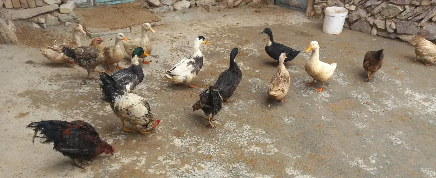 اردک و خروس محلی|حیوانات مزرعه|ضیاء آباد, |دیوار