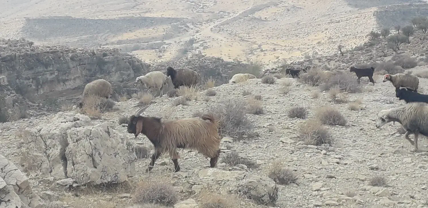 فروش کهره وبره ۴۵ روزه|حیوانات مزرعه|جره و بالاده, |دیوار
