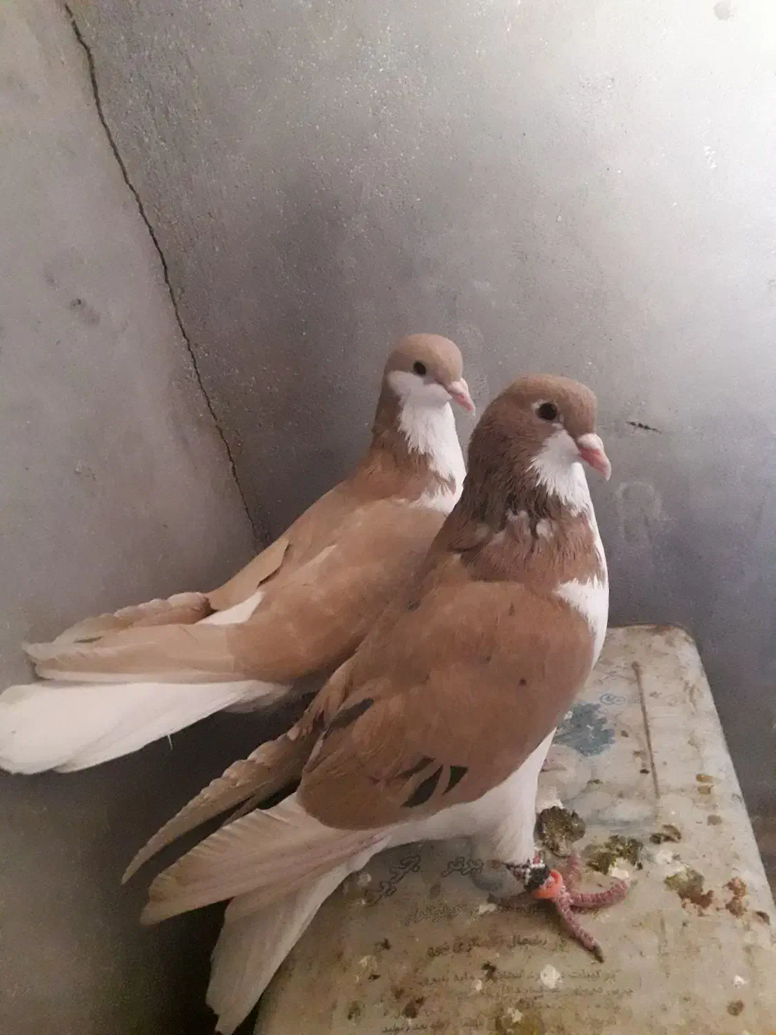 کبوتر سده هفرنگ و طوقی زرد خالدار و دوتا نرگسی|پرنده|سبزوار, قصبه غربی|دیوار