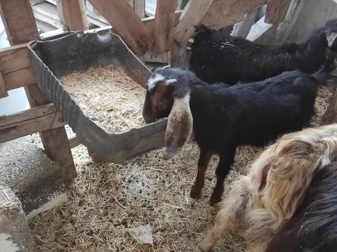 دو عدد کره ماده|حیوانات مزرعه|بندر کنگان, |دیوار