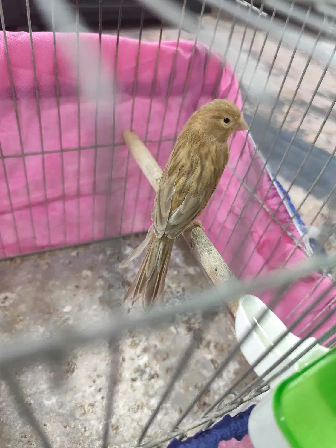 قناری|پرنده|شیراز, شهرک بهار|دیوار