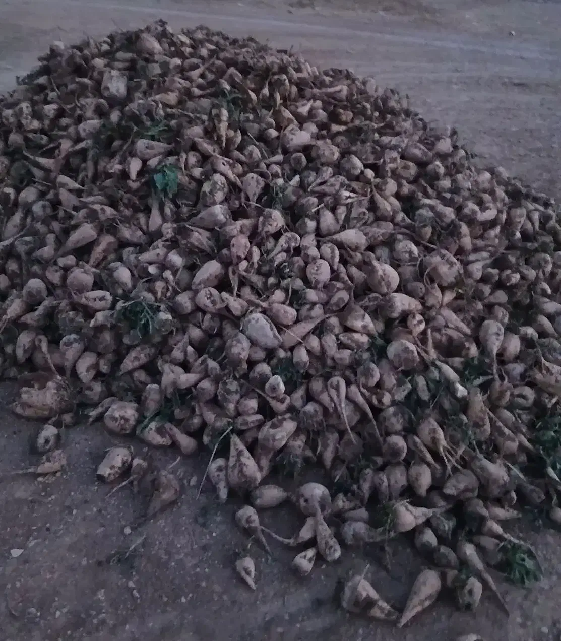 چغندر|عمده‌فروشی|کنگاور, |دیوار