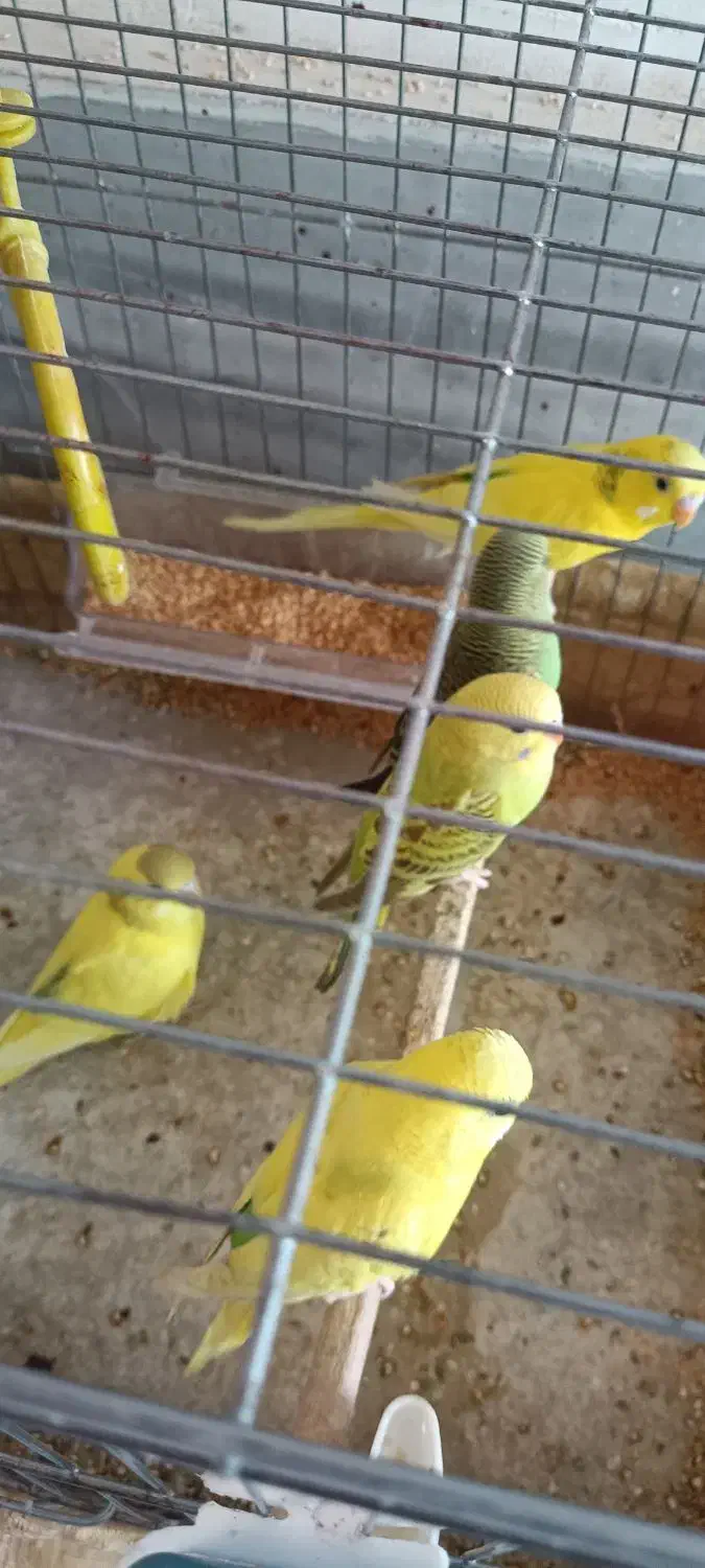 مرغ عشق و عروس هلندی|پرنده|پاکدشت, پاکدشت (مامازند)|دیوار