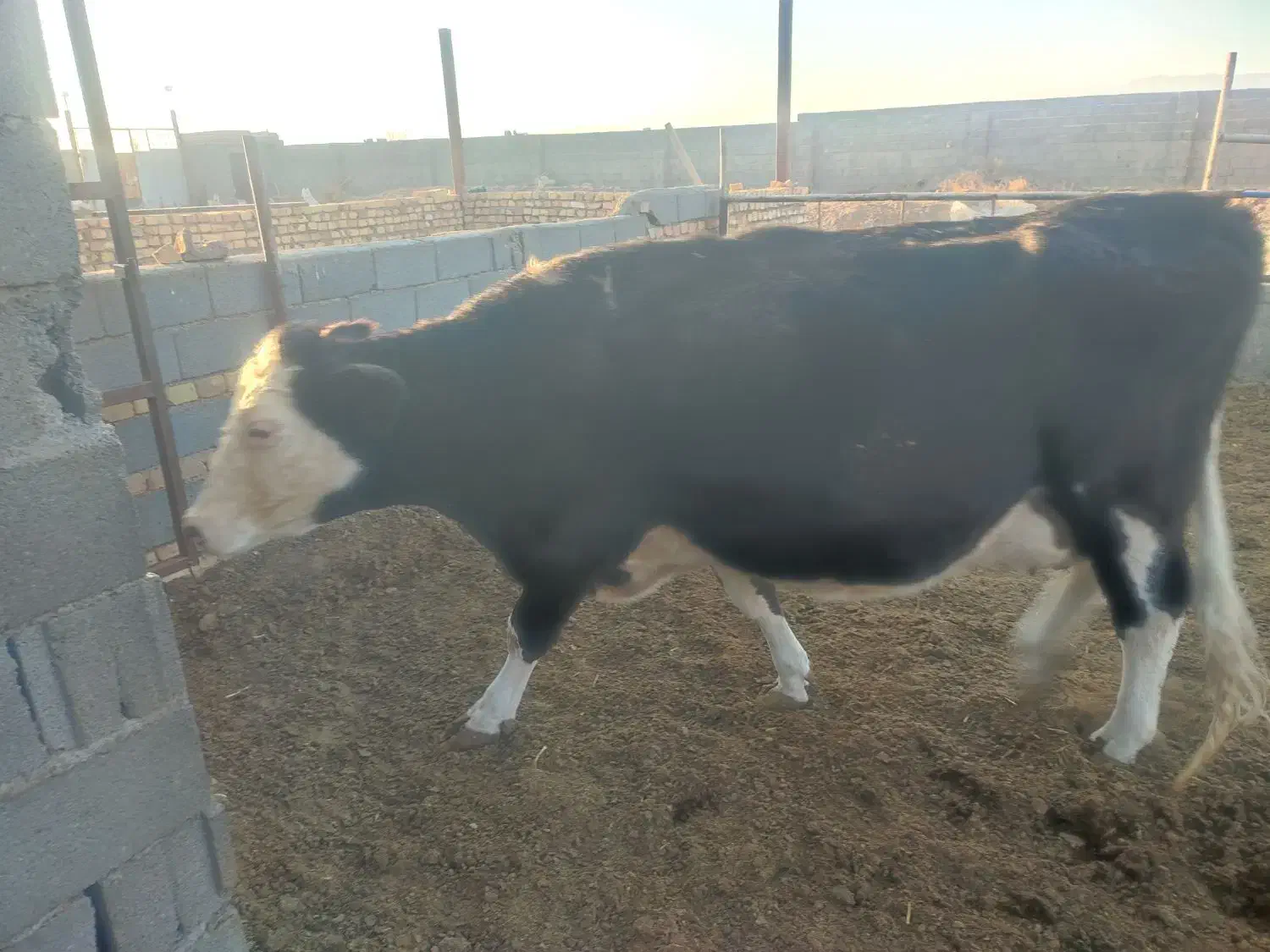 گاو شیری ،گوساله نر|حیوانات مزرعه|جوین, |دیوار