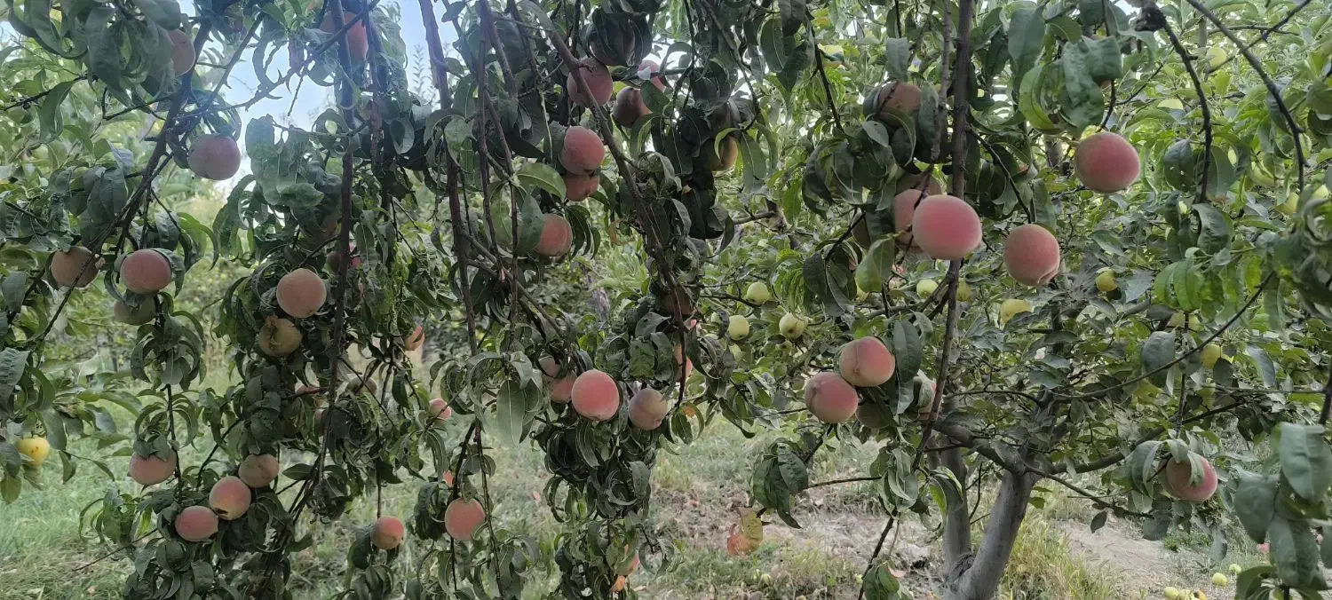 فروش خانه باغ|فروش خانه و ویلا|سیمینه, |دیوار