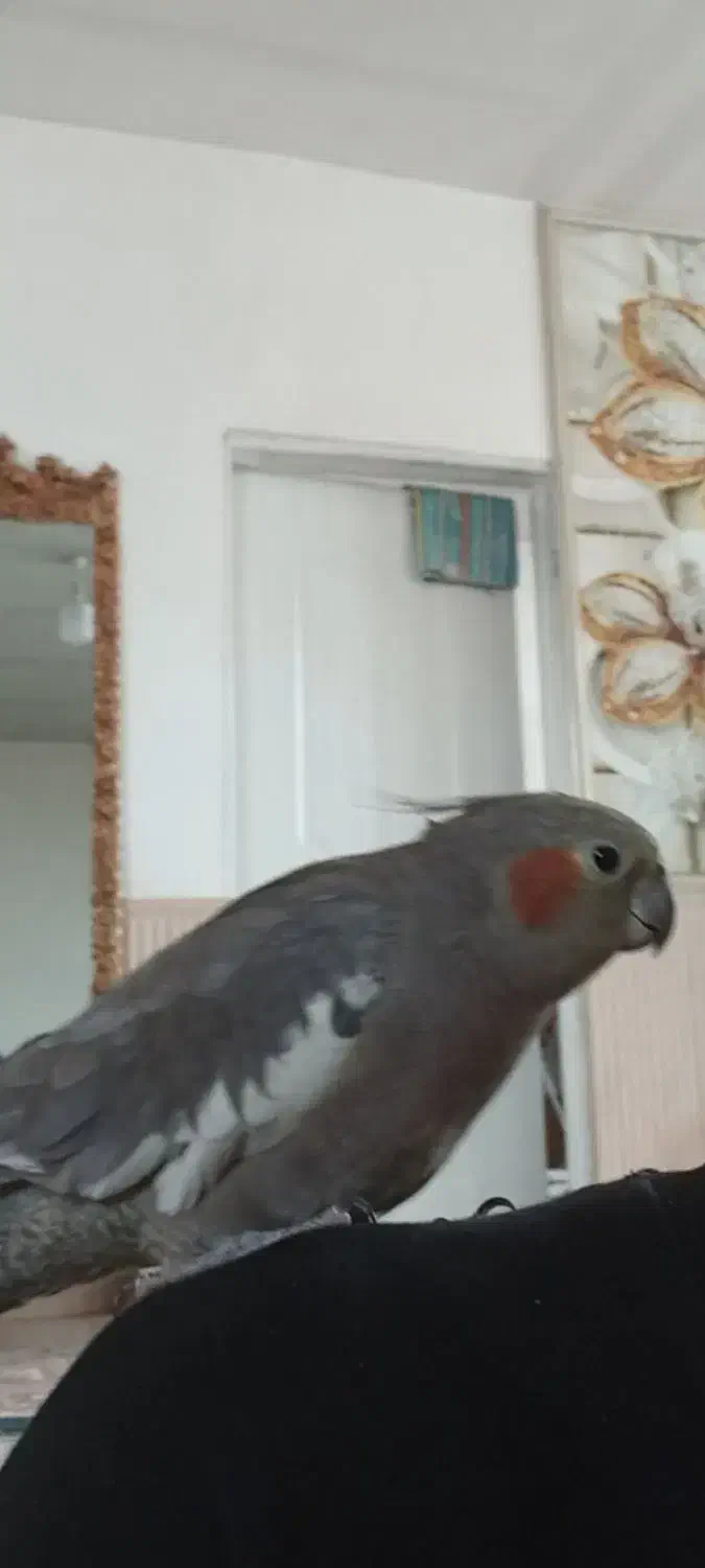 عروس هلندی ماده|موش و خرگوش|سیلوانه, |دیوار