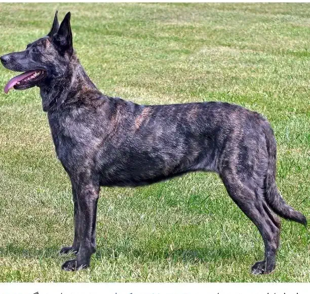 واگذاری توله مالینویز نگهبان|سگ|شیراز, نصرآباد|دیوار