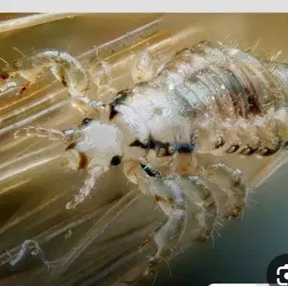 ضدعفونی وضد شپش داروی گیاهی بسیار قوی ومناسب|آرایشی، بهداشتی، درمانی|بجنورد, |دیوار