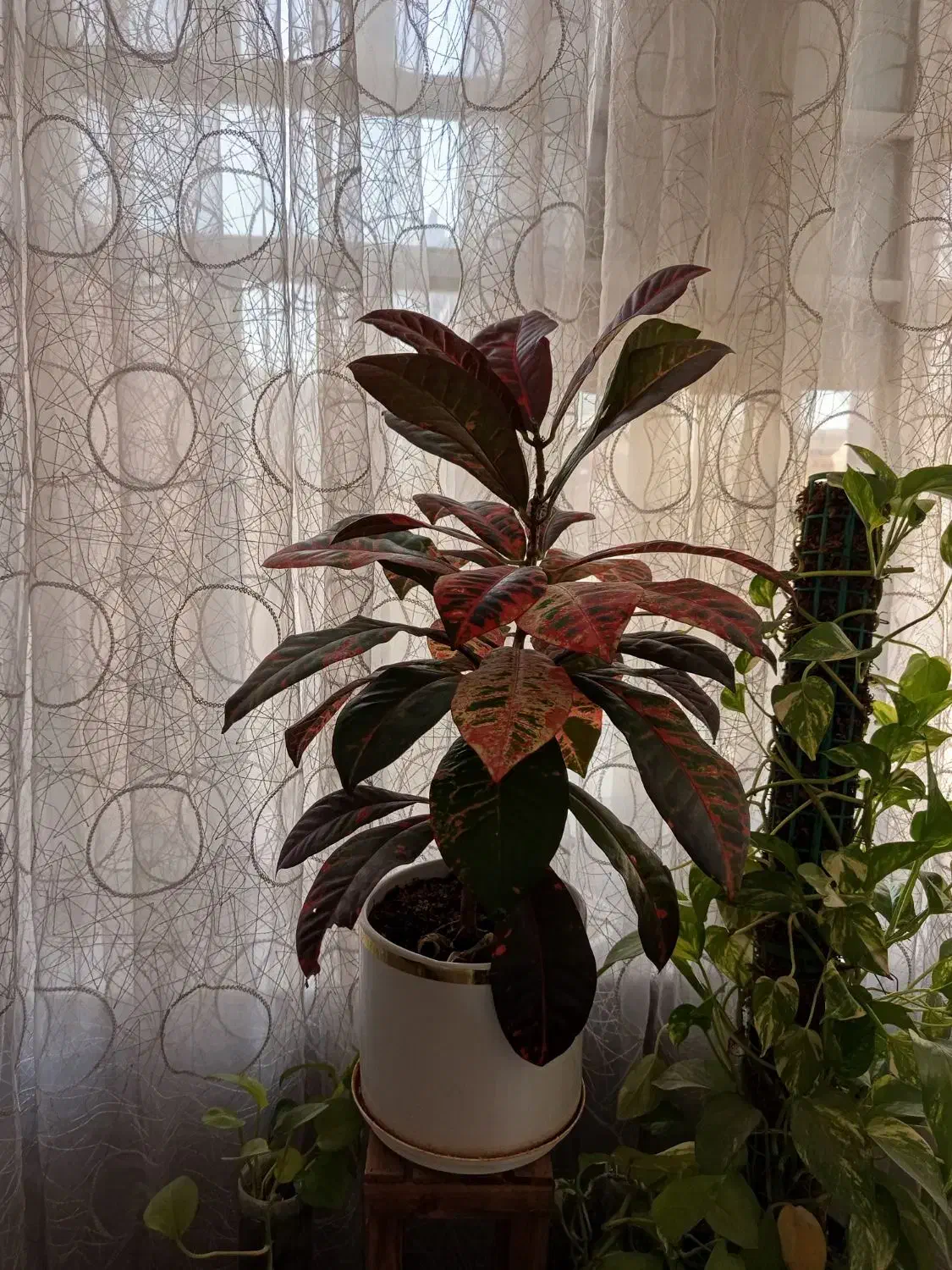 گل کورتون|گل و گیاه طبیعی|شیراز, دست خضر|دیوار