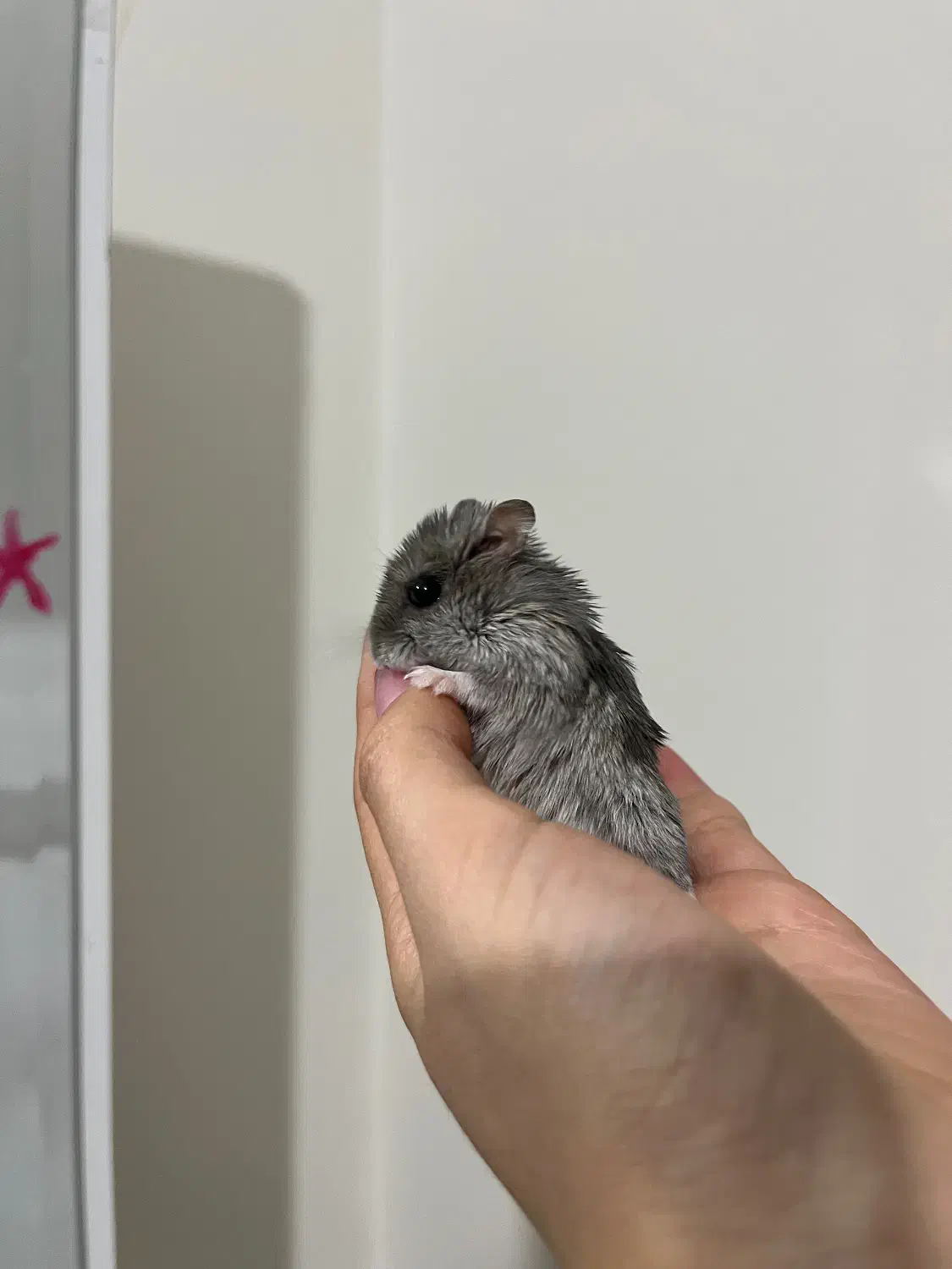 فروش همستر|موش و خرگوش|شیراز, پشم شیشه|دیوار