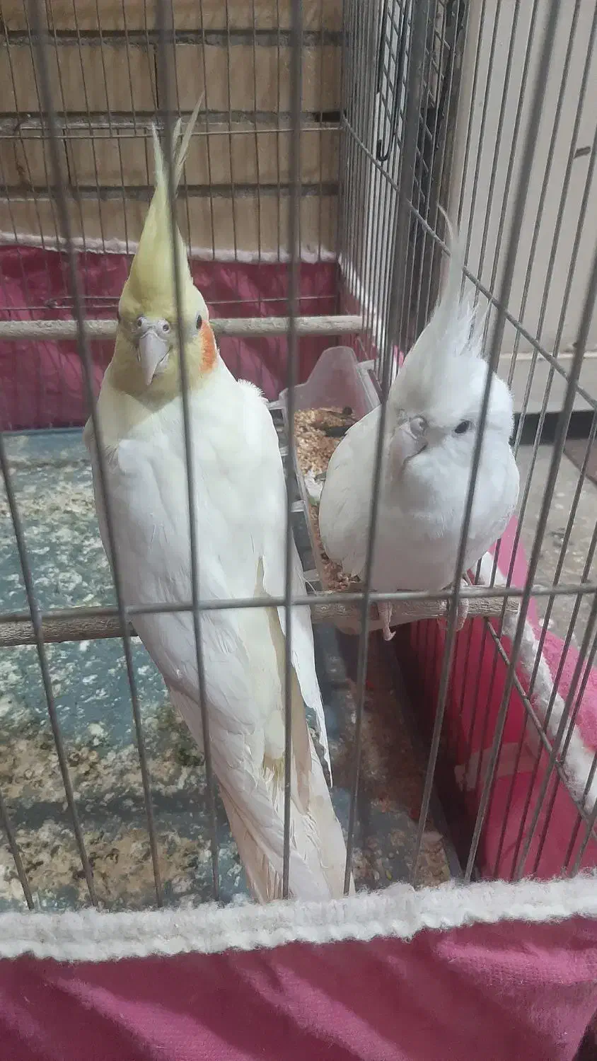 یه جفت عروس هلندی|پرنده|مسجد سلیمان, |دیوار