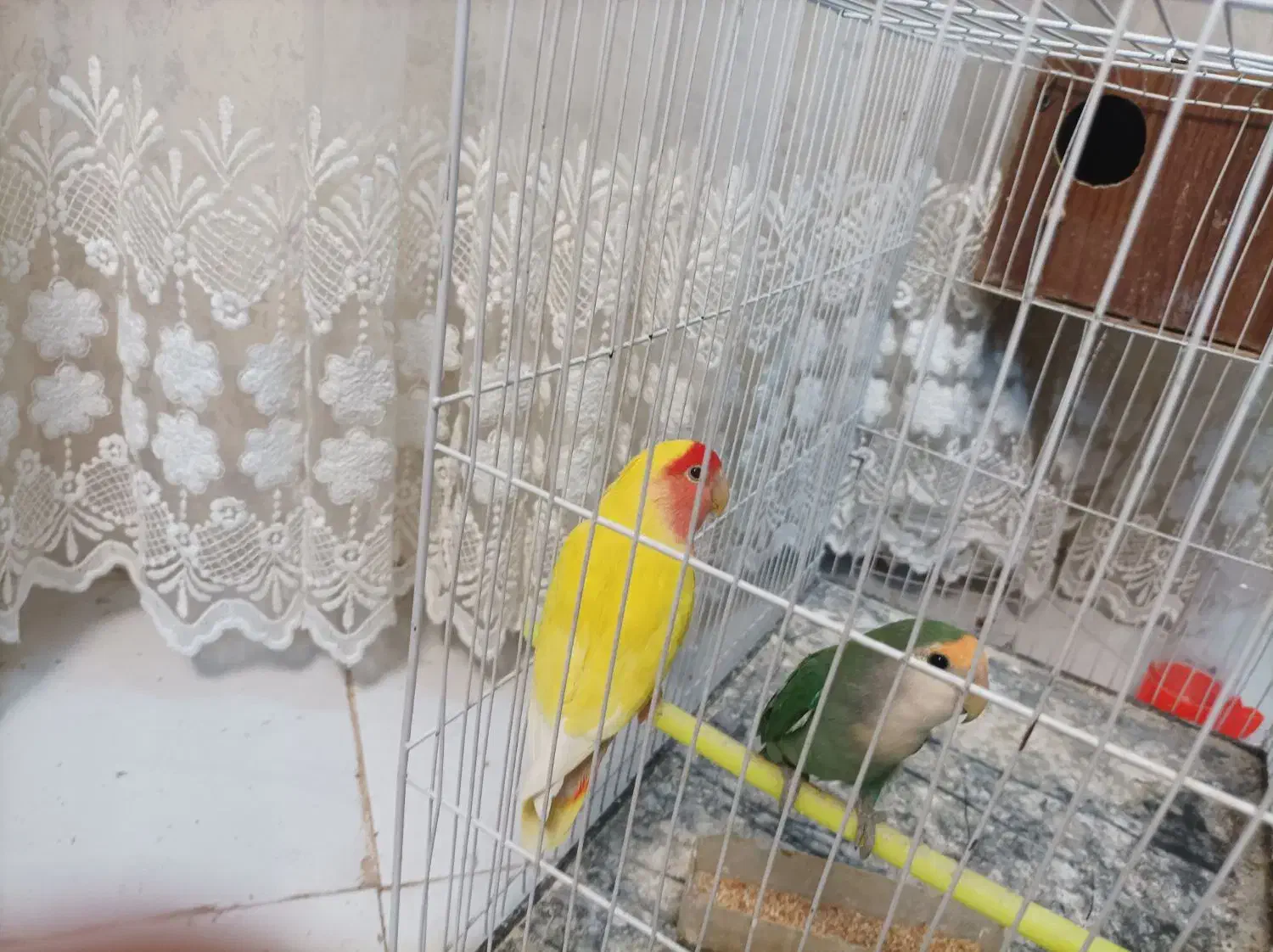 یک جفت کوتوله|پرنده|مشهد, ابوذر|دیوار