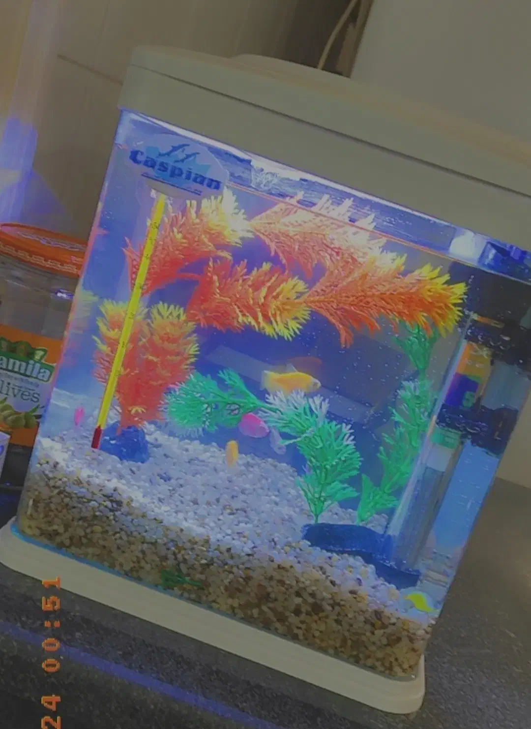 آکواریوم|ماهی|مراغه, |دیوار