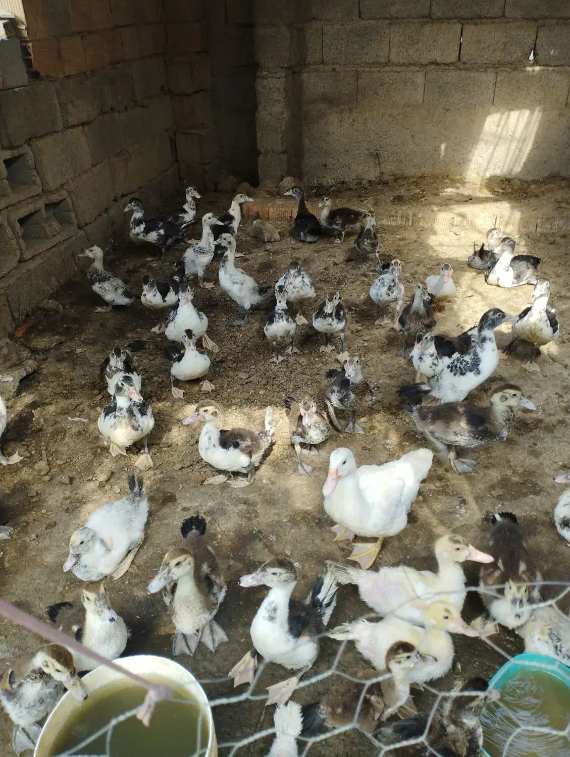 ۶۰ اردک خارجی سالم و سر حل|پرنده|آق قلا, |دیوار