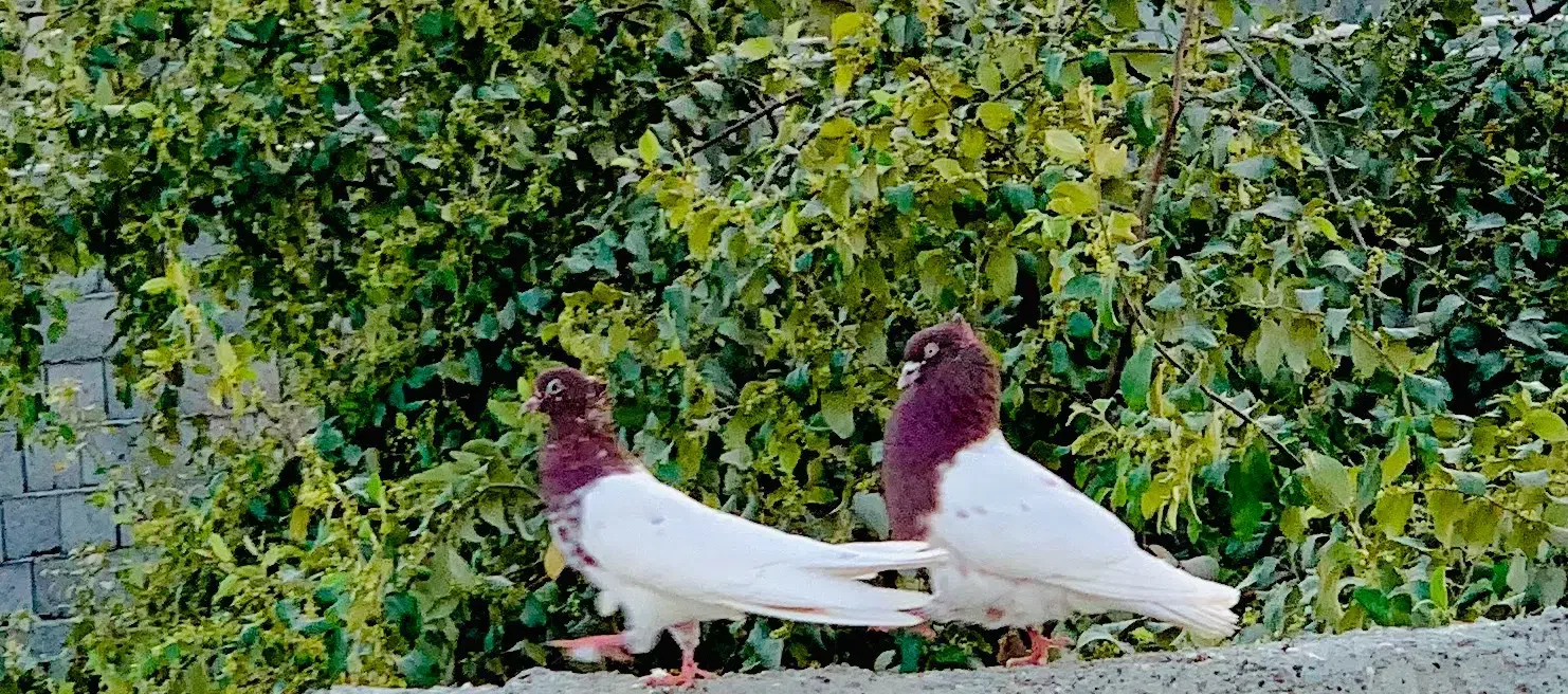 کفتر کبوتر|پرنده|بندرعباس, |دیوار