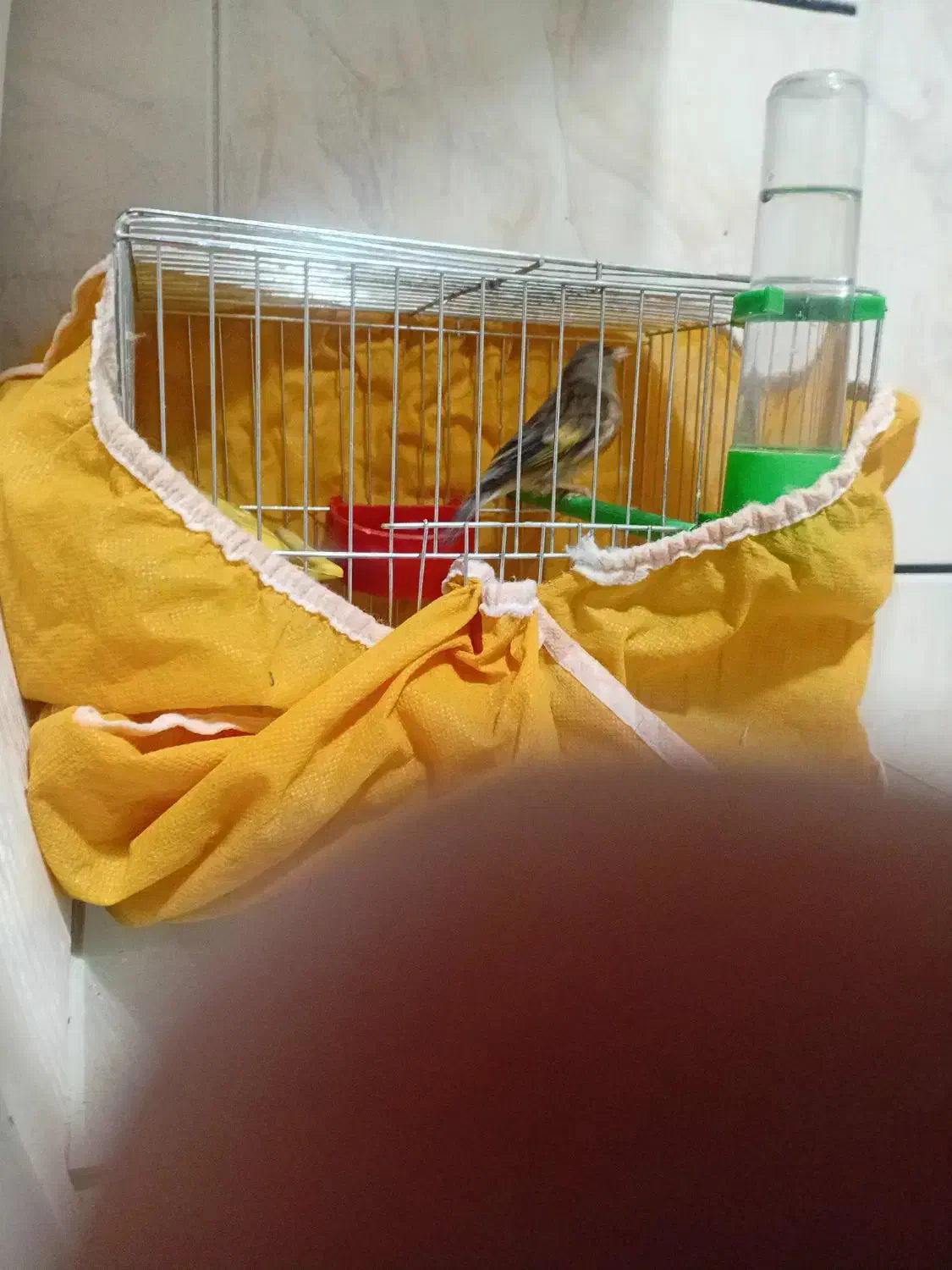 سهره قناری|پرنده|خمینی‌شهر, |دیوار