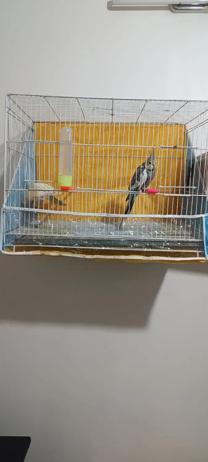 عروس هلندی|پرنده|مشهد, تلگرد|دیوار