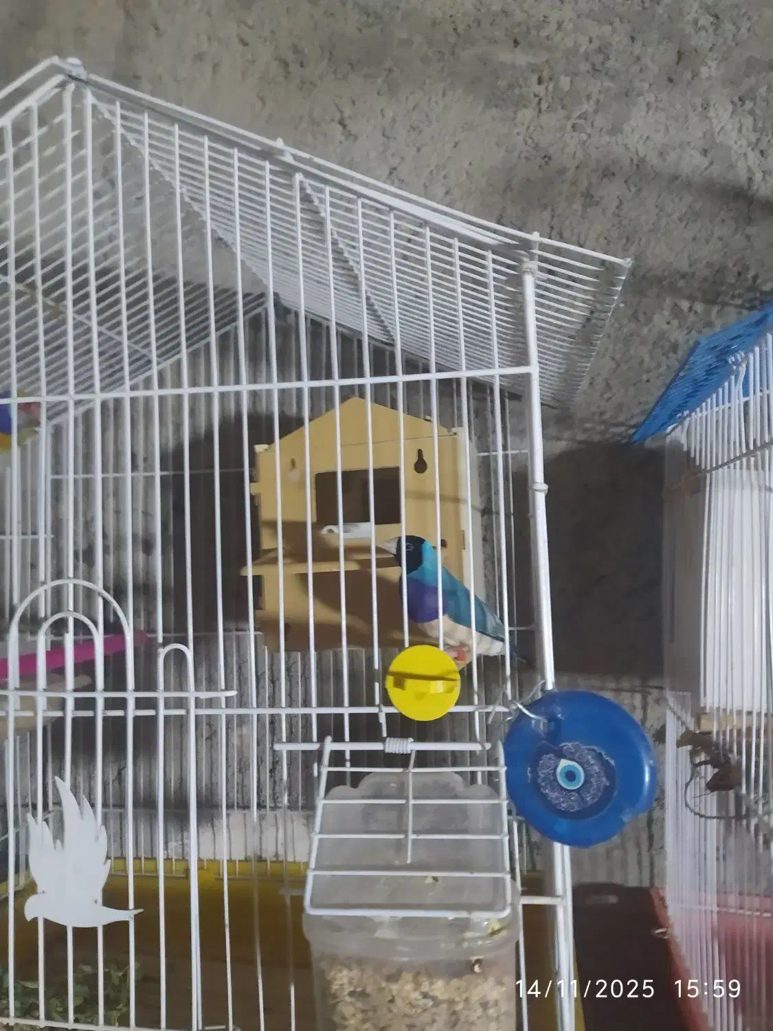 کبوتر فنچ|پرنده|زابل, |دیوار