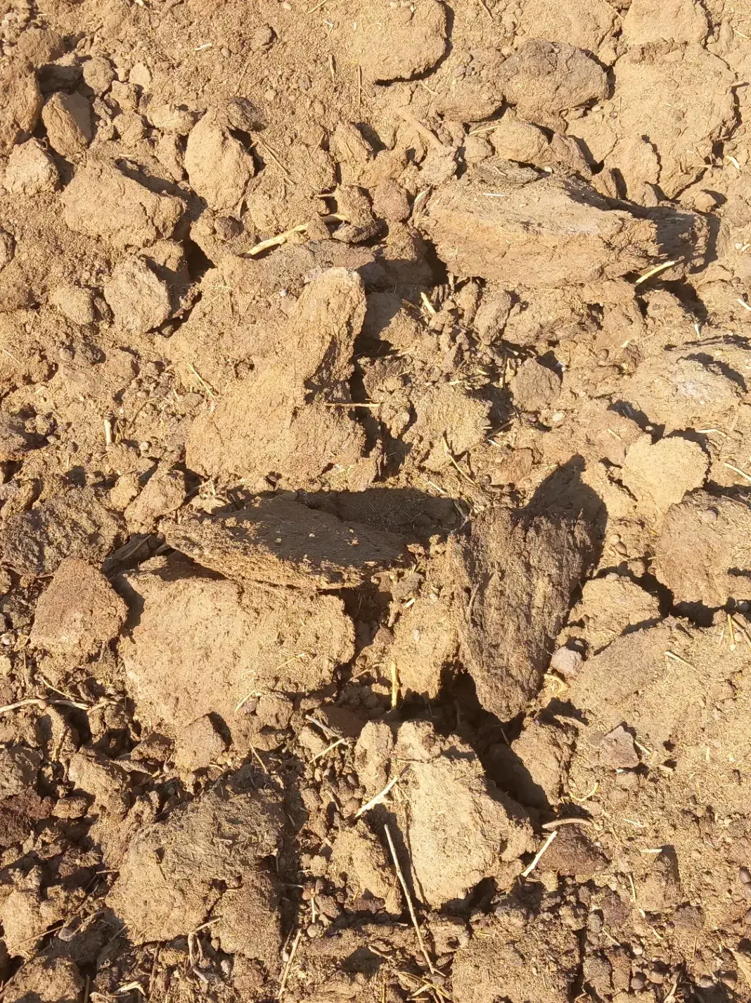 گم شوده|حیوانات|رفسنجان, |دیوار