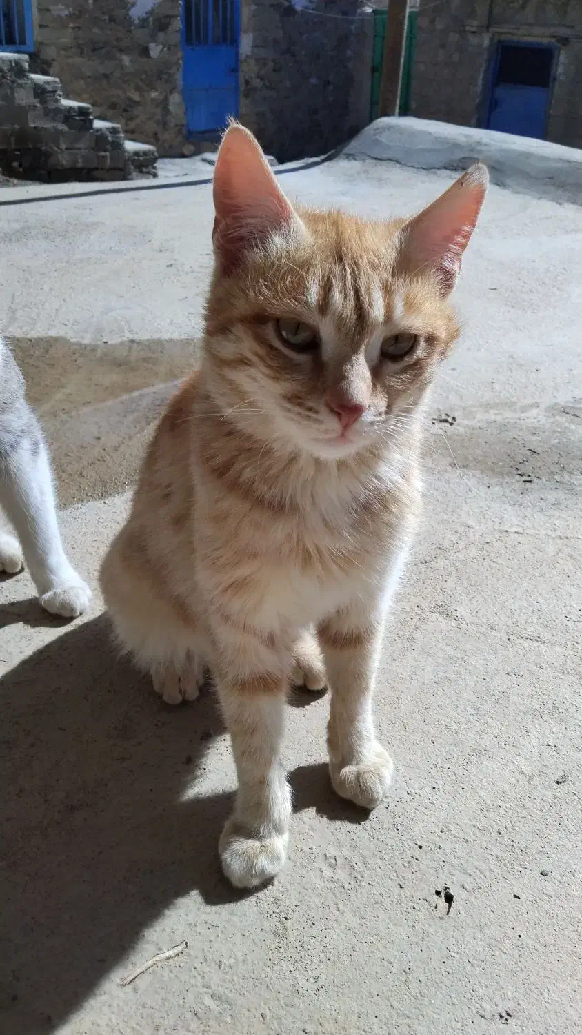 1234567890|گربه|بوکان, |دیوار