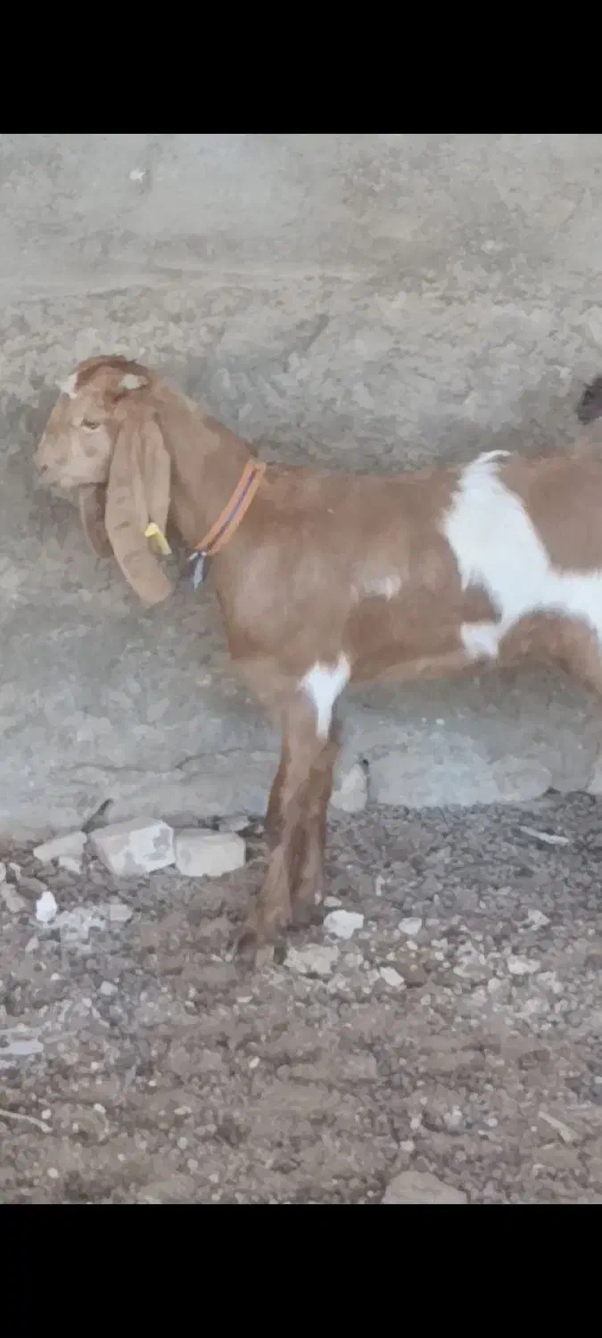 یک راس بزغاله ماده خوشکل گوش بلند قیمت مناسب|حیوانات مزرعه|کاشمر, |دیوار