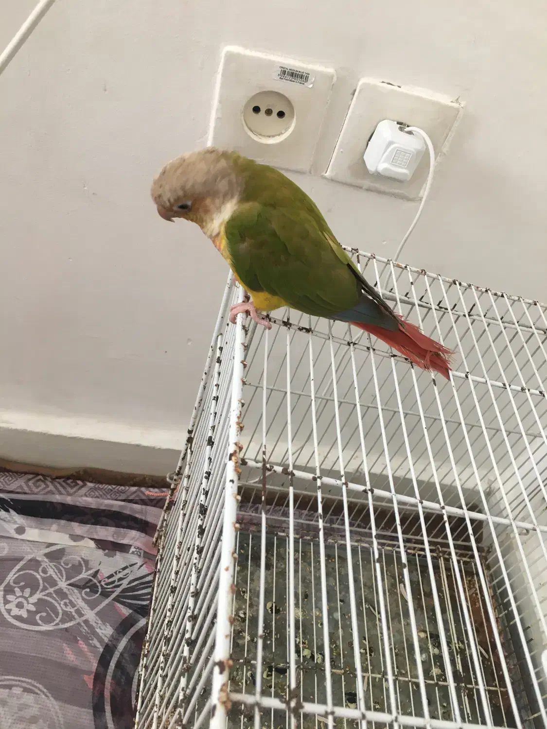 گرینچیک|پرنده|نیشابور, مازول|دیوار