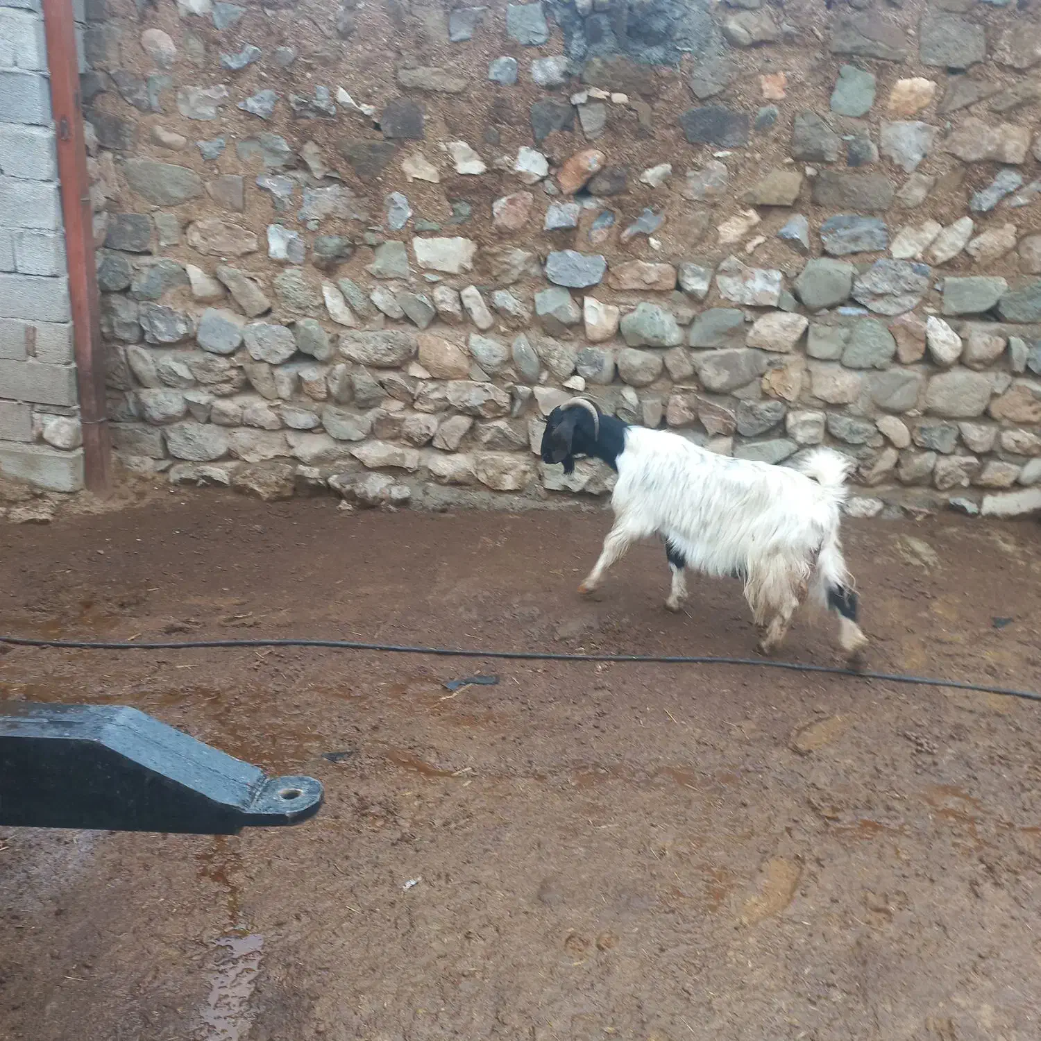 یک راس بز|حیوانات مزرعه|چگنی, |دیوار