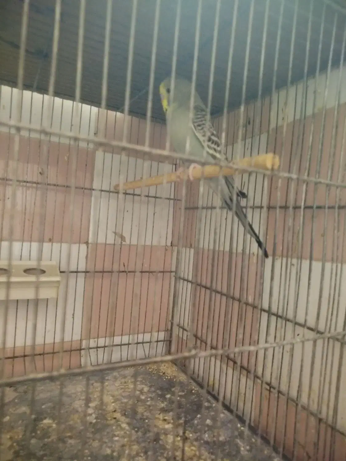 پرنده|پرنده|آران و بیدگل, |دیوار