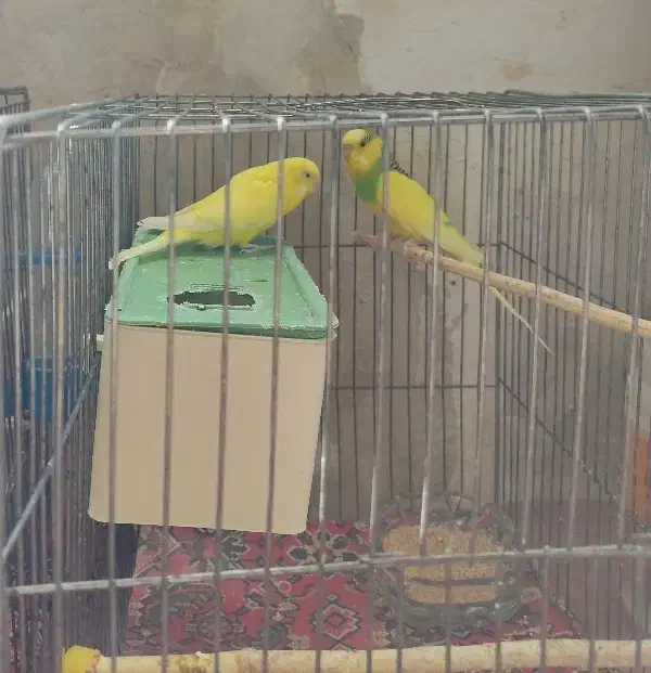 سه جفت مرغ عشق سالم وسرحال مولد|پرنده|شاهین دژ, |دیوار