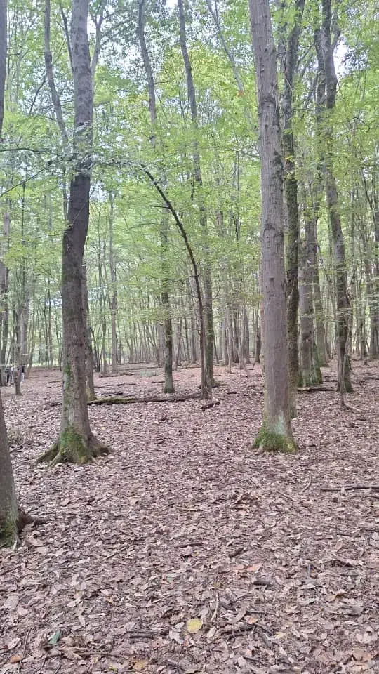 گروه وات|فعالیت داوطلبانه تحقیقاتی|شیراز, آزادگان|دیوار