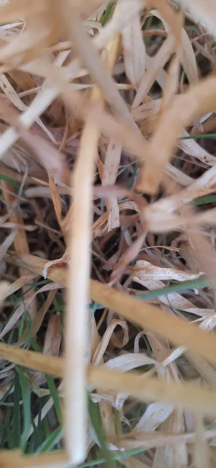 کاه گندم|حیوانات مزرعه|مرودشت, تخت جمشید|دیوار